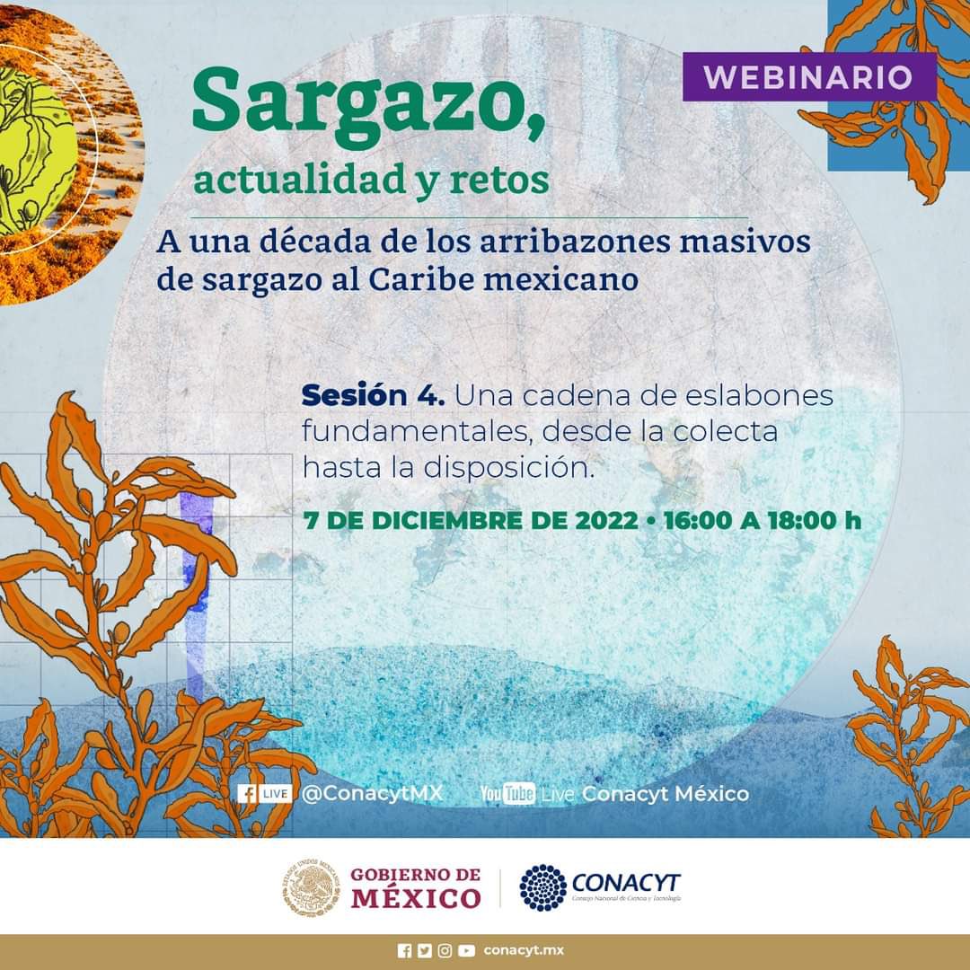 El Dr. Héctor Lizárraga, Director del Centro Ecológico Akumal participará en el webinario sobre el “#Sargazo, actualidad y retos” Link: m.youtube.com/watch?v=Z9IVEg…
