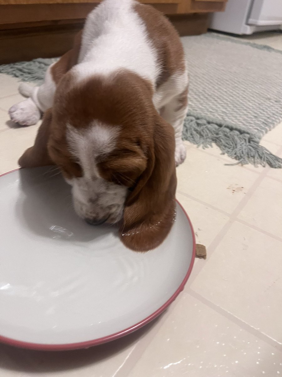 ImEmmyDavis's tweet photo. My sweet and beautiful surprise Christmas hound. 😍 What should I name her!? https://t.co/QJIx3I59KE