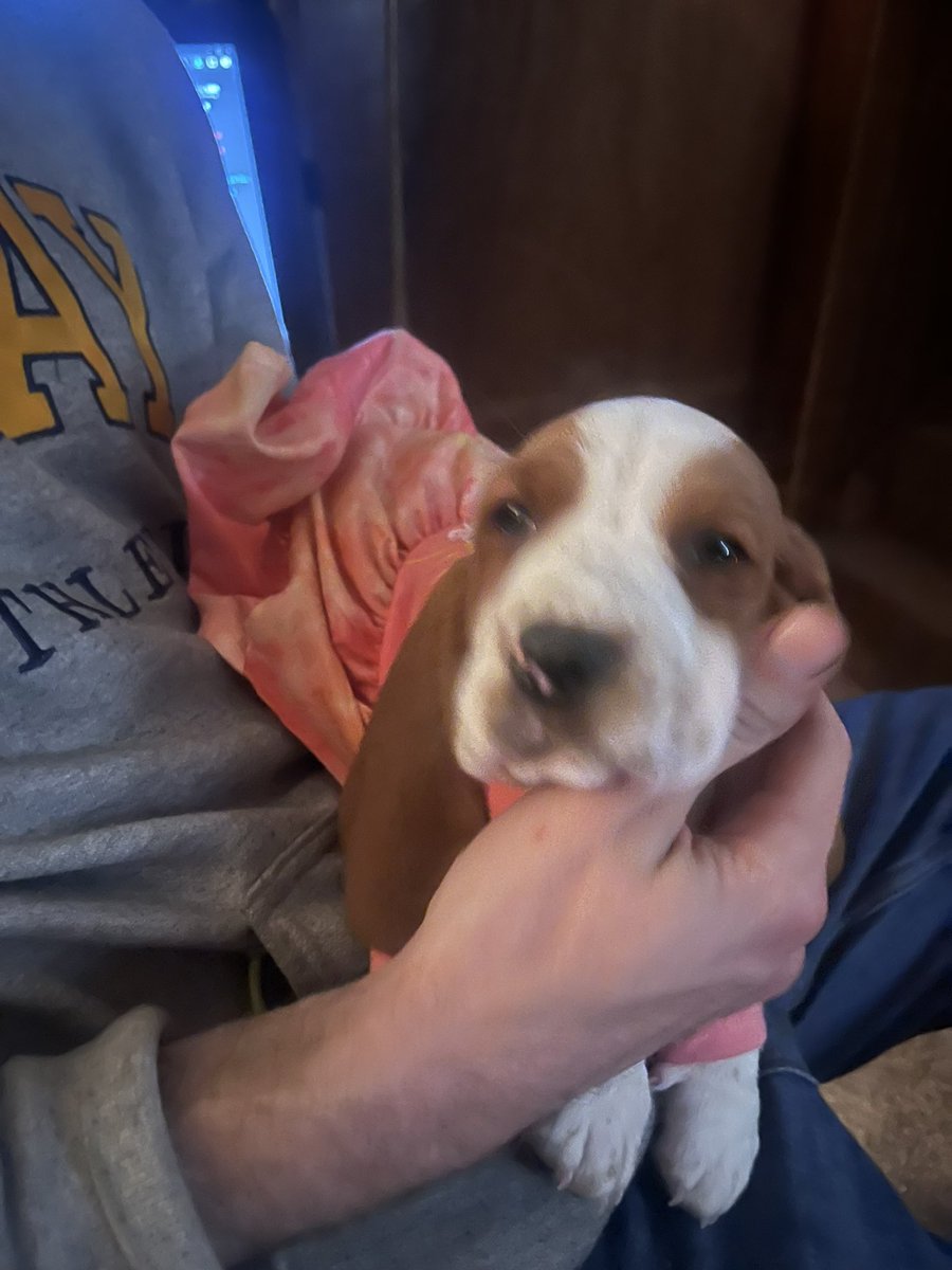 ImEmmyDavis's tweet photo. My sweet and beautiful surprise Christmas hound. 😍 What should I name her!? https://t.co/QJIx3I59KE