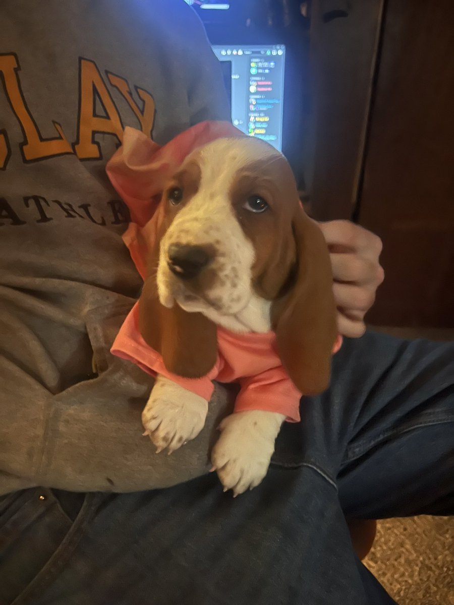 ImEmmyDavis's tweet photo. My sweet and beautiful surprise Christmas hound. 😍 What should I name her!? https://t.co/QJIx3I59KE