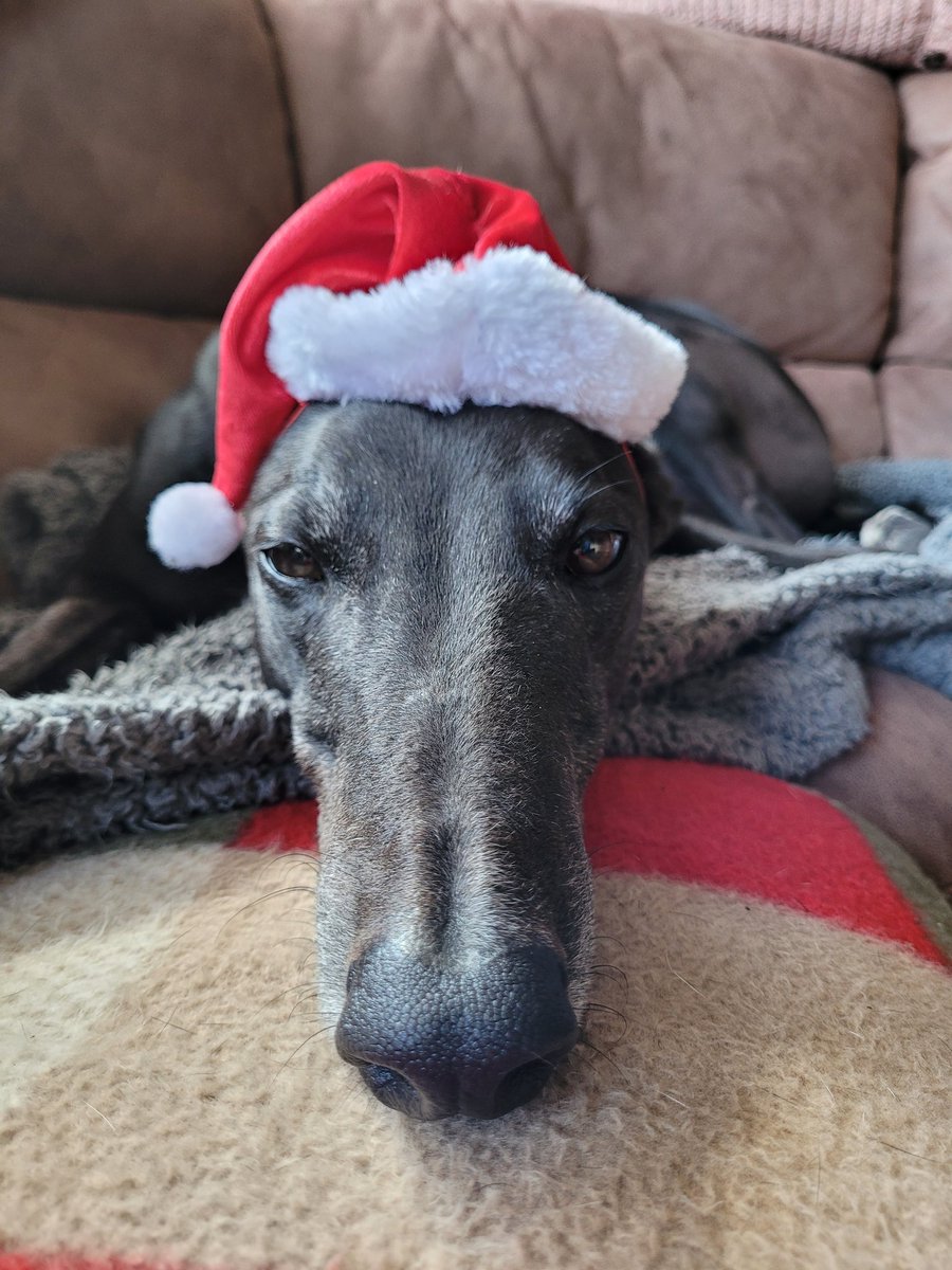 anitaapplebum13's tweet photo. Dad made us put Christmas hats on to see how silly we look & we look silly ☹️☹️
#AdoptDontShop
#greyhoundsoftwitter
#greyhoundsofkent
#greyhoundlove https://t.co/lb26N49mEO