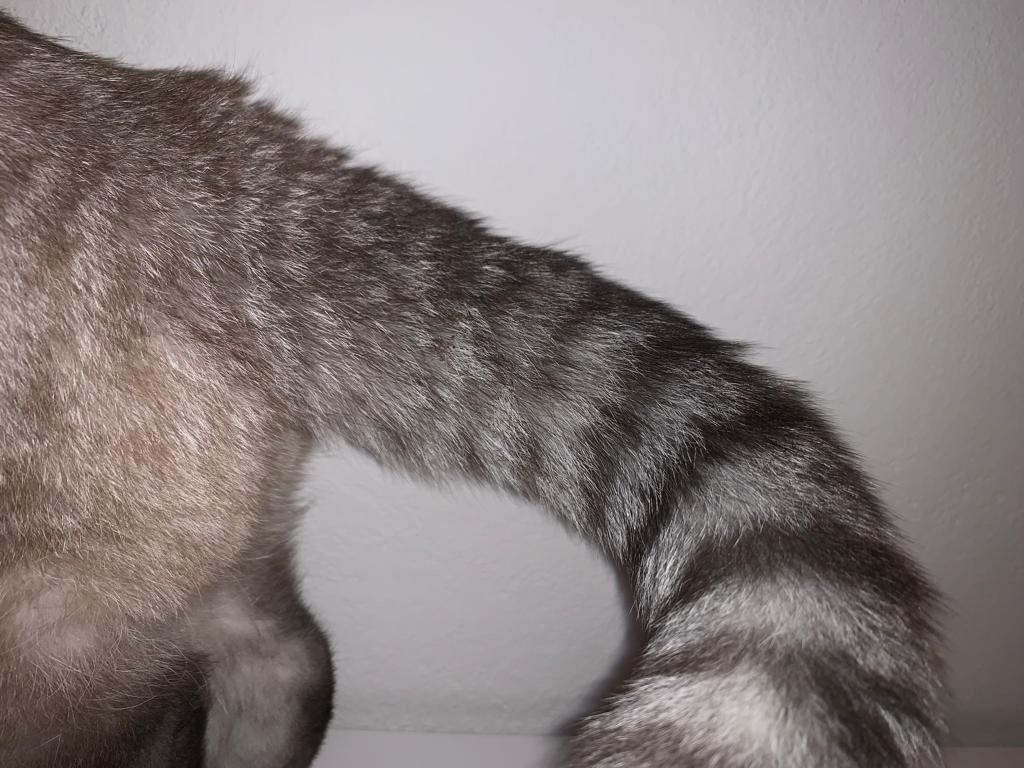 Kuschelabend mit den Kätzchen 💕 (Emma hat später noch ihren Schwanz in die Kerze gehalten aber man sieht es kaum)