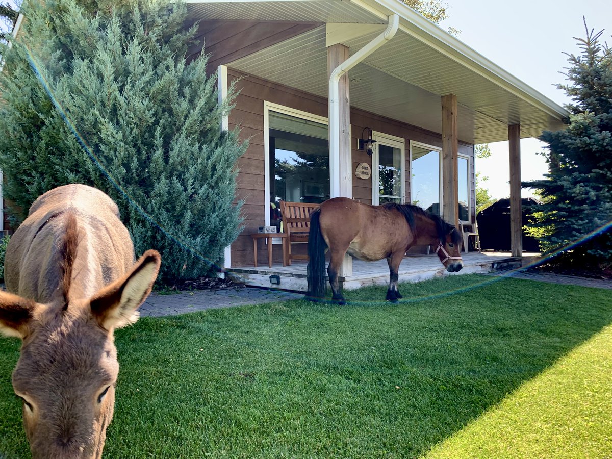 Looking for an epic summer adventure? Come to Alberta and stay at our guest ranch! You'll love our beautiful scenery and amazing horseback riding. Call 403.915.0512
#explorealberta #cabinrentals #tourism #vacation #guestranch #adventure #getaway #donkeys #pony