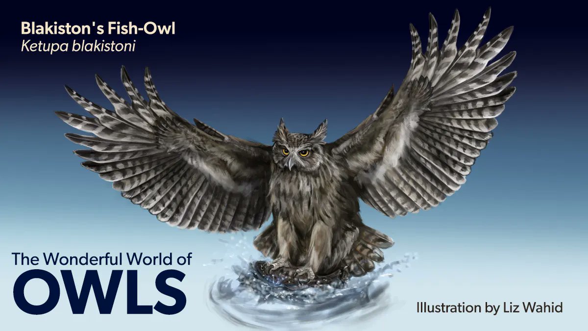 At 6'3", the endangered Blakiston's Fish-Owl has the widest wingspan of any owl in the world! Enjoy learning about the world of owls with more illustrations from Bartels Artist <a href="/lizart217/">Liz Wahid</a> in a poster available at the link: hubs.ly/Q01v92yG0