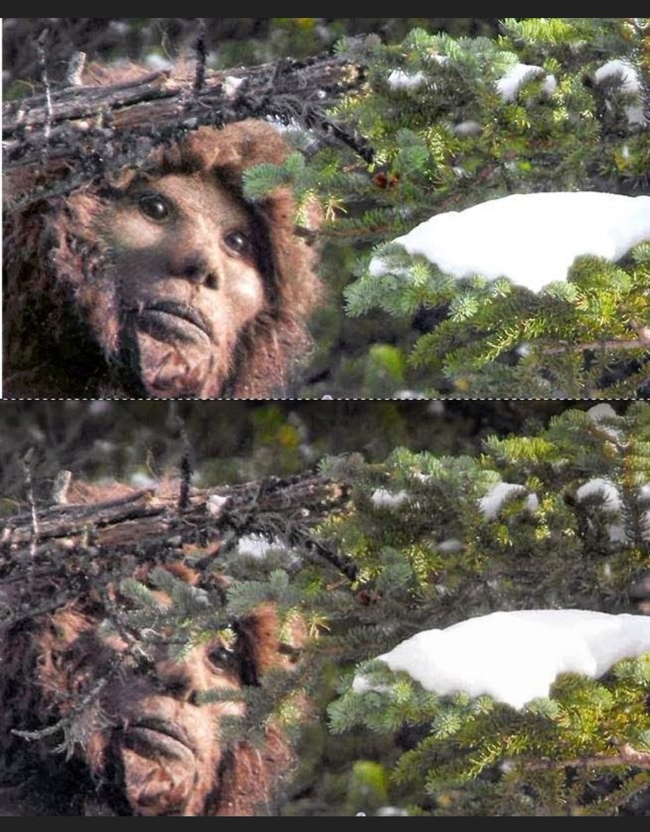 paulandrewwells's tweet photo. What do you think of these photos of #bigfoot #sasquatch 👀👀
#missing411 #alien #ancientaliens #nephlim https://t.co/MRl2n5h83P