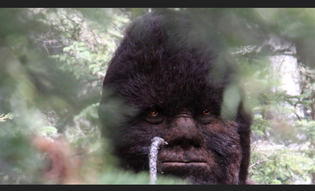 paulandrewwells's tweet photo. What do you think of these photos of #bigfoot #sasquatch 👀👀
#missing411 #alien #ancientaliens #nephlim https://t.co/MRl2n5h83P