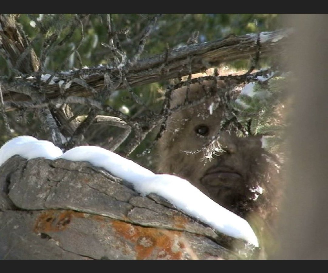 paulandrewwells's tweet photo. What do you think of these photos of #bigfoot #sasquatch 👀👀
#missing411 #alien #ancientaliens #nephlim https://t.co/MRl2n5h83P