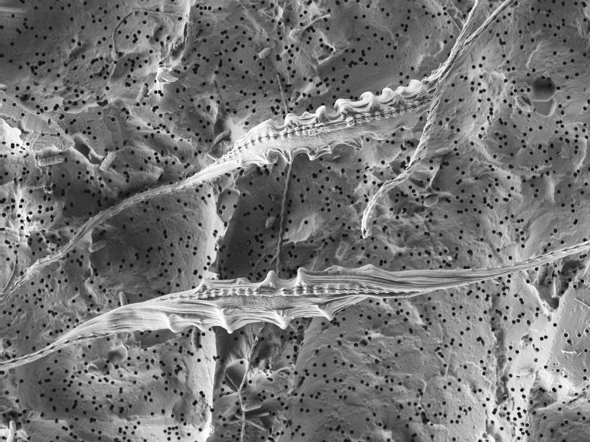 Karen Grace Bondoc-Naumovitz tweet media