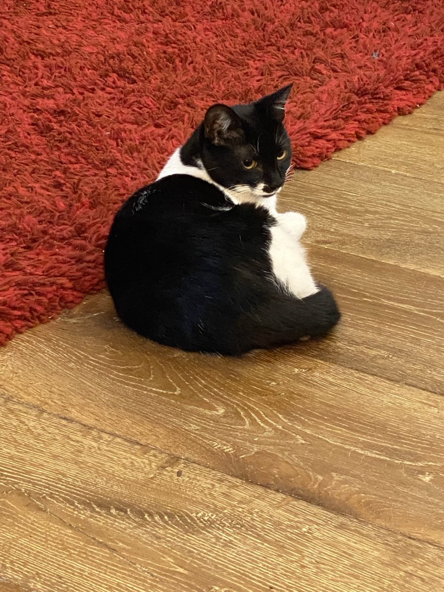 The said she’s called Daisy and comes from Portugal where she was found as a stray kitten at a railway station…. I’m trying to be nice to her…