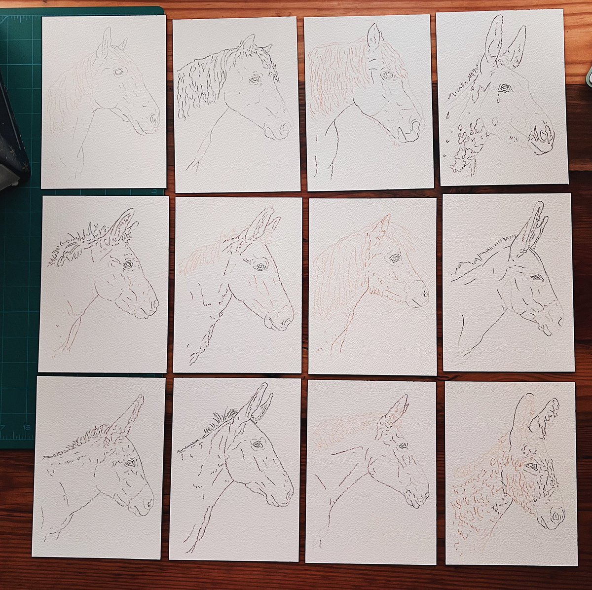 Before and after of this 12 part project! I’ll be designing a poster with all 12 species for the Sanctuary at Red Bell Run! 🐴
#illustration #watercolorpainting #animalrescue