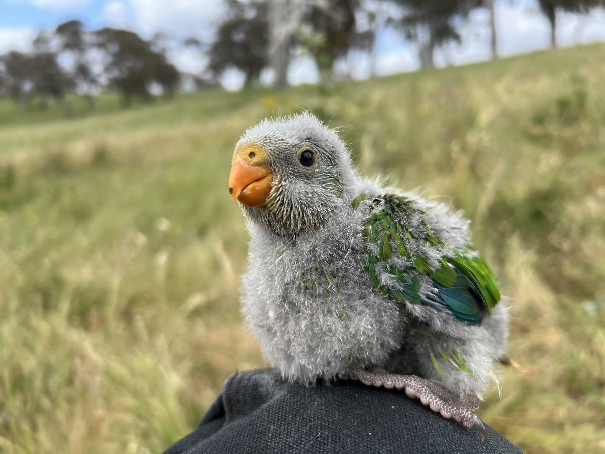 teamswiftparrot's tweet image. Superb parrot