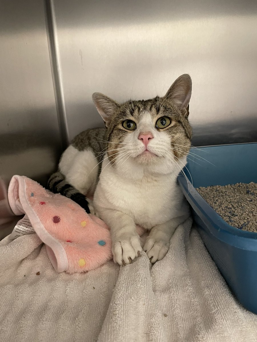 Friends of Bear Cat Rescue tweet media