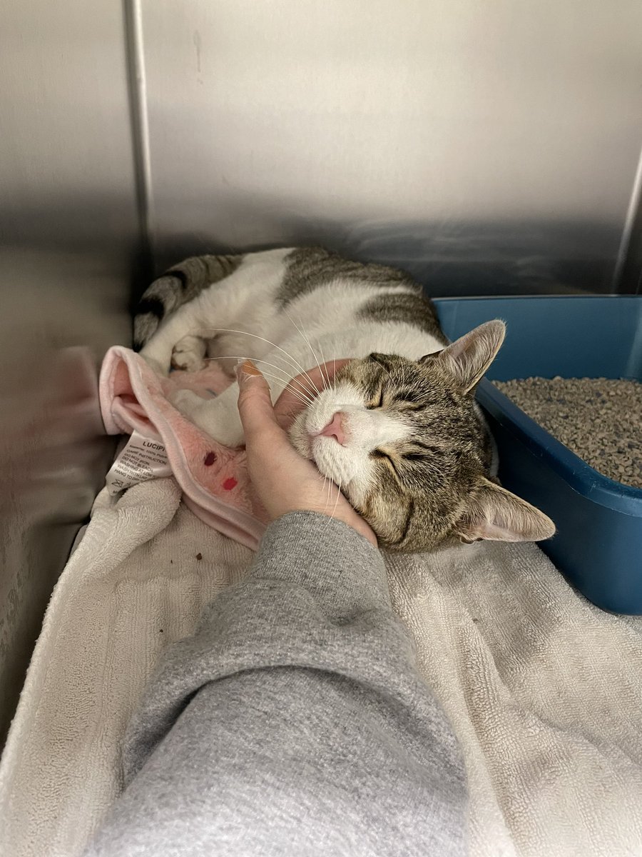 🚨 BEEFARONI NEEDS A HOME 🚨

so my TNR ended up being a big sweet babby so he is gonna need a nice warm home ASAP!!

-around 1-2 years old
-neutered, vaccinated, chipped
-combo test negative
-absolute hamb

located in the east bay area! pls share and DM me if interested 💗