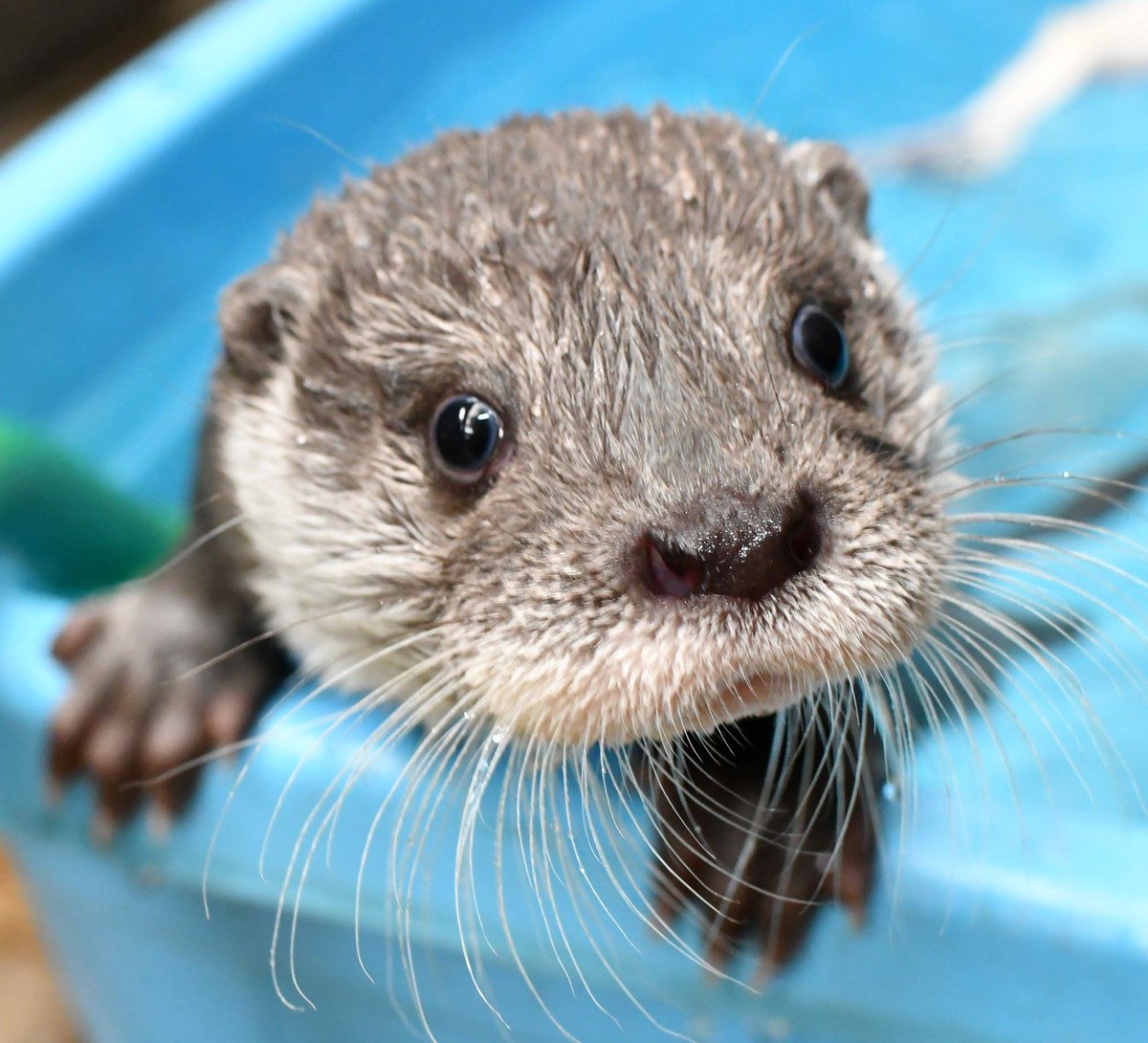 In_Otter_News2's tweet photo. You might need this today. https://t.co/cWndo76ee4