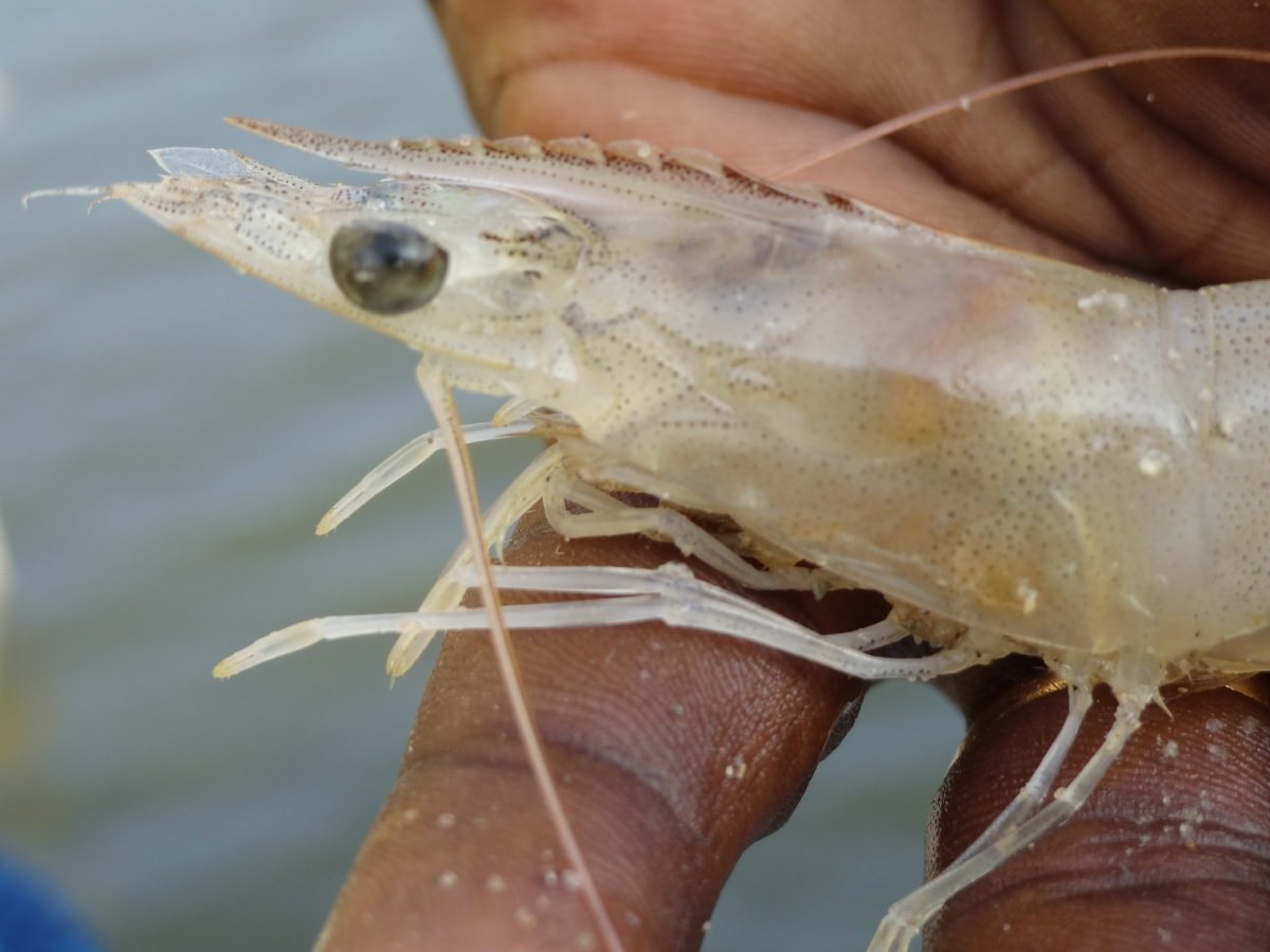 NOVATON is installing the first land-based shrimp farm in Morocco
In October, NOVATON started the installation of the first land-based shrimp farm for sustainable aquaculture in the Kingdom of Morocco. This represents a new era in Moroccan aquaculture.