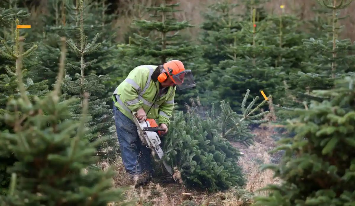 nonsuchtrees's tweet photo. The team have been back out today cutting trees fresh for this weekend's sale. We open again at 10am at our HQ at 1 Bluegates, Ewell. A few slots remain for deliveries or collections on Friday, Saturday and Sunday. We will be closing online sales soon. https://t.co/fEiXKAs8pk https://t.co/QdZwKhlSPL