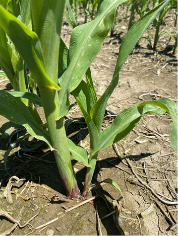 SEMENCESPRIDE's tweet photo. TALLAGE DU MAÏS : Qu’est-ce que la plante veut nous dire
https://t.co/ICZVRz9Y52
Quoique bénéfique pour optimiser le rendement des céréales, le maïs est aussi une graminée qui peut parfois produire des talles. https://t.co/KLfKfhINuS