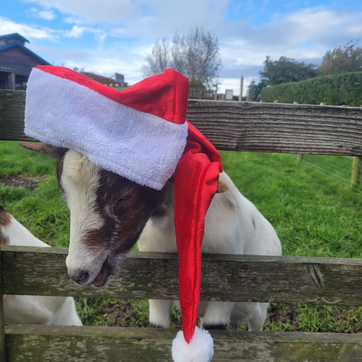 Day 2 little goat, lol nearly nibbled it  #eytagteam #outdoornursery