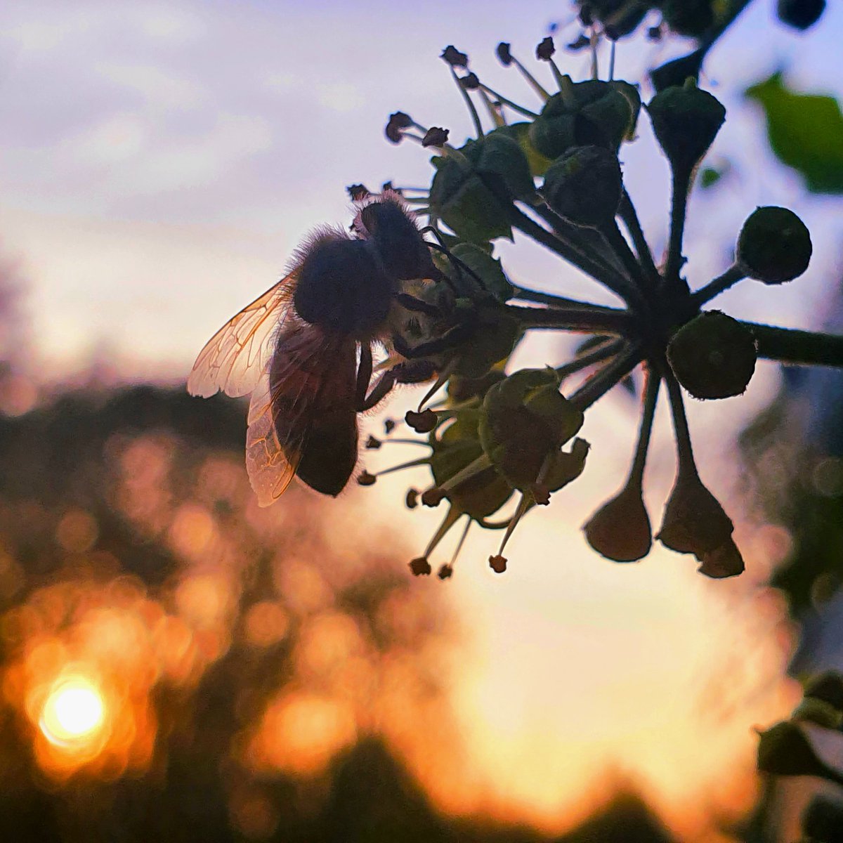 Fino a tarda sera
continua a lavorare
ogni sogno si avvera
se si continua a sperare

#NelLibroDellaVita #CasaLettori @CasaLettori #scritturebrevi

#istantaneeDa Bollate, Milano #inLombardia

#ThePhotoHour #MacroHour #StormHour