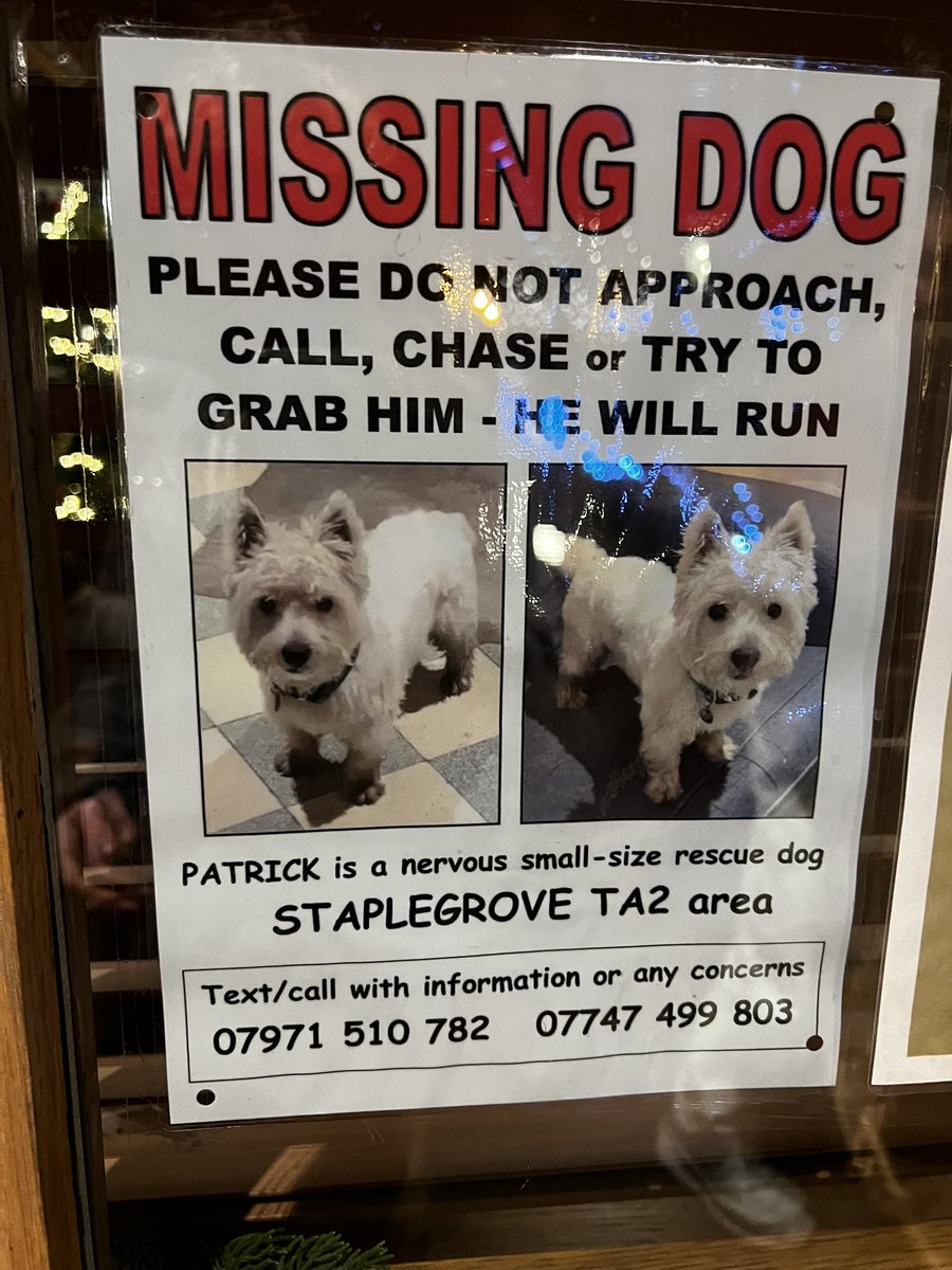 MaisieRescue's tweet image. #missing #missingdog in #taunton area (#westie) pls help find Patrick - share this tweet if you are in the area, make him famous, let’s get this little fella found!