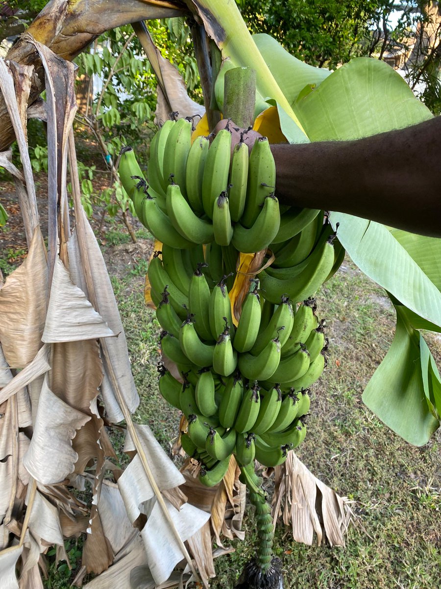 I love fruit, and bananas are some of my favorite. They’re nutritious and a great source of energy, and in Florida, you can grow them yourself! Especially if you have a green thumb… Thank you, Brianna. #HealthierYouFL