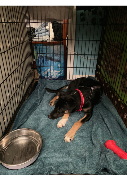 #Dog #Abby_CCSTCA_31 Good in kennel  https://t.co/cc05kbXSF4 https://t.co/5gOrbORYbM