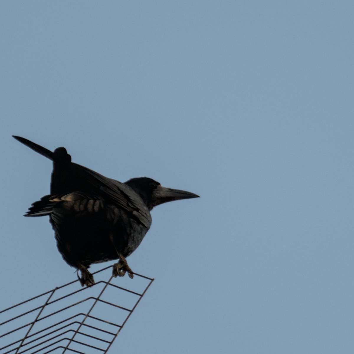 AegonV's tweet photo. Graula | Graja
#Graula #Graja #CorvusFrugilegus #Rook
#Nikon #amateurphotography #birding #birdingphotography
#natura #nature #naturaleza #Birds #Ocells #Aves #tamron #birdingcatalunya https://t.co/p9WhysDOHj