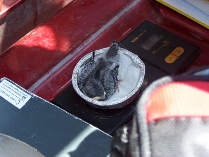 Dr. Emily S Choy tweet media