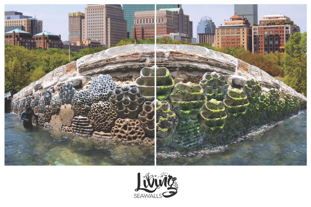 It's been a huge 2022 for Living Seawalls! Here's a recap - 12 months in 12 days! Day 1 - January Living Seawalls was a winner in the @WEFUpLink BiodiverCities Challenge!