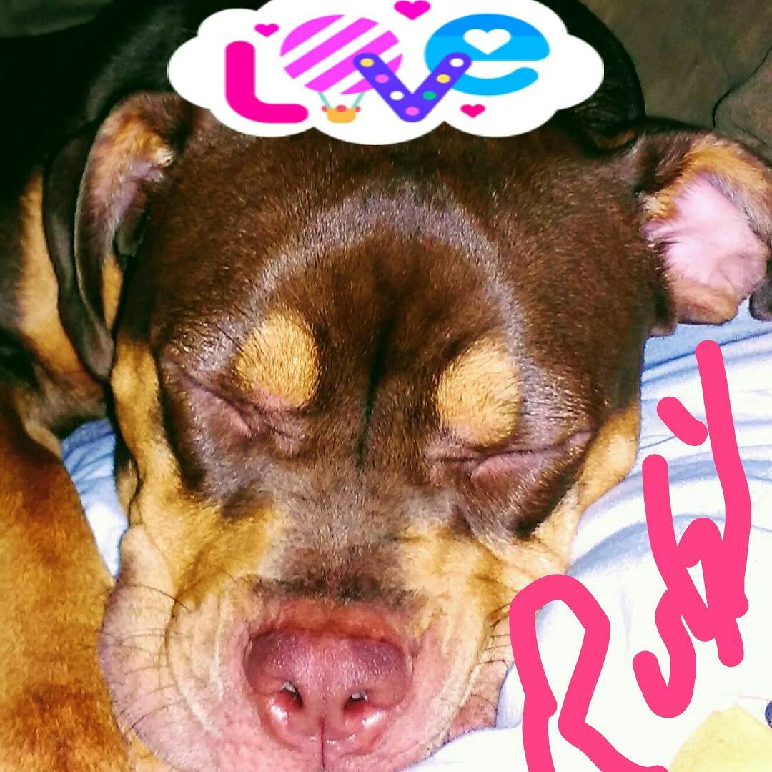 HELLANBIGLOVE's tweet photo. 🚫 #ClippedEars nah but beautiful dog 🐕
💯 #FloppyEarsAreCool
💜 #RubyBloobs https://t.co/duRvMIHt0r