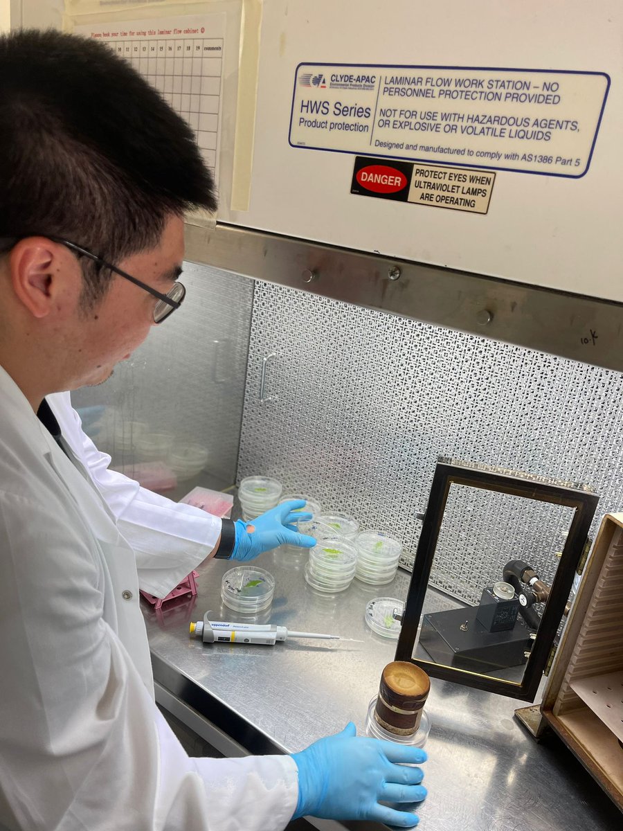 Jayeni Hiti-Bandaralage π₯ (@jayenihiti) on Twitter photo Such an exciting day in lab doing some cool things with my The #PhD student <a href="/Yuxinuq/">Yuxin</a>. #genegun #particlebombardment #geneticengineering #duboisia Thanks <a href="/karenmassel/">Karen Massel</a> for all the help. <a href="/QAAFI/">QLD Alliance for Agriculture & Food Innovation</a> Such an exciting day in lab doing some cool things with my The #PhD student <a href="/Yuxinuq/">Yuxin</a>. #genegun #particlebombardment #geneticengineering #duboisia Thanks <a href="/karenmassel/">Karen Massel</a> for all the help. <a href="/QAAFI/">QLD Alliance for Agriculture & Food Innovation</a>