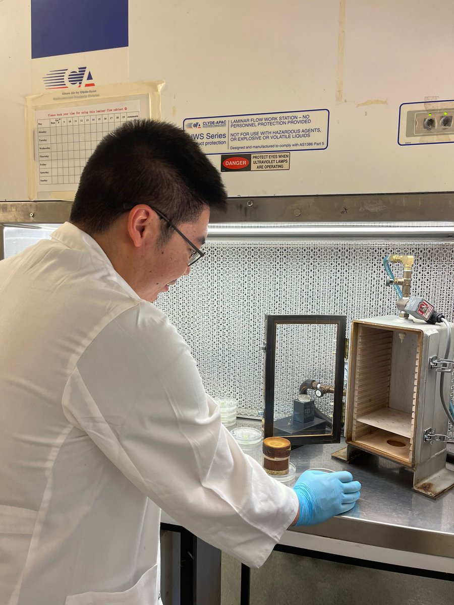 JayeniHiti's tweet photo. Such an exciting day in lab doing some cool things with my The #PhD student @Yuxinuq. #genegun #particlebombardment #geneticengineering #duboisia Thanks @karenmassel for all the help.  @QAAFI https://t.co/rvcCaWHAZq
