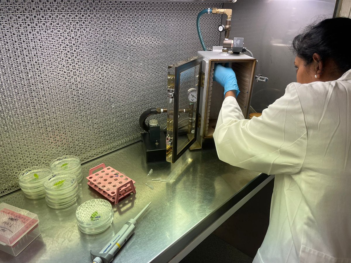 JayeniHiti's tweet photo. Such an exciting day in lab doing some cool things with my The #PhD student @Yuxinuq. #genegun #particlebombardment #geneticengineering #duboisia Thanks @karenmassel for all the help.  @QAAFI https://t.co/rvcCaWHAZq