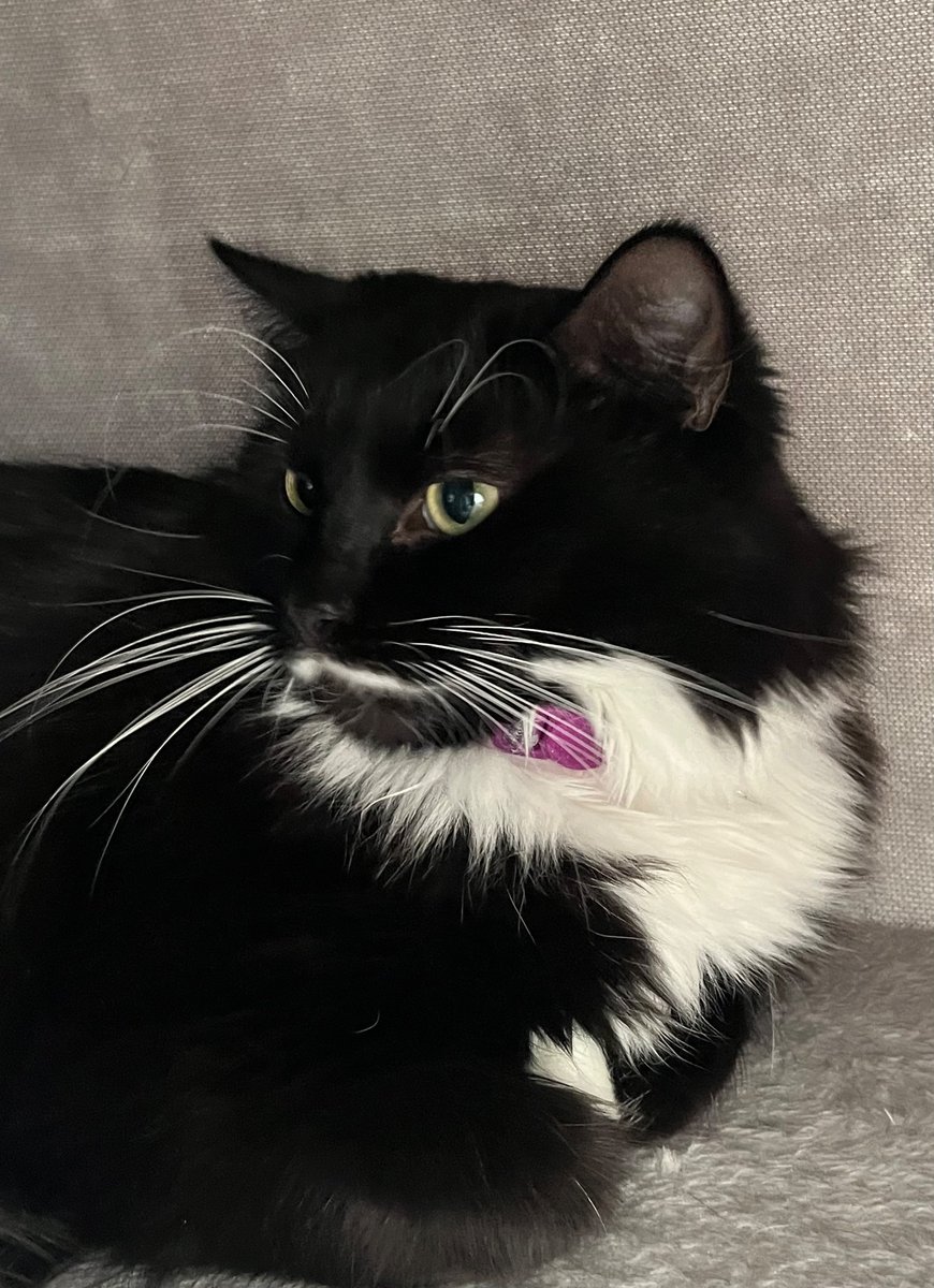 softveinz's tweet photo. Dedicating this tweet to my cat, Minnie. She was a little asshole &amp; pissed on all the corners of the house, but I loved her &amp; she had her cute &amp; comforting moments. Seeing her every morning gave me enough motivation to leave the house &amp; do what I needed to. https://t.co/lJsaXHFYWz