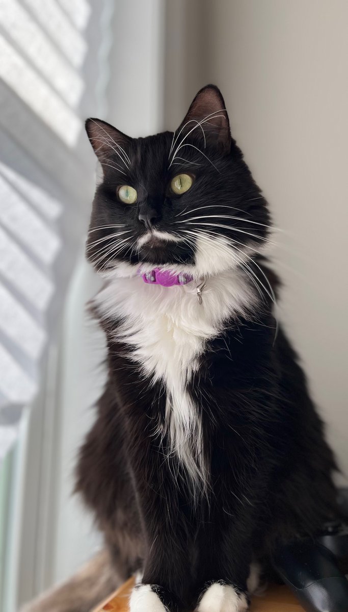 softveinz's tweet photo. Dedicating this tweet to my cat, Minnie. She was a little asshole &amp; pissed on all the corners of the house, but I loved her &amp; she had her cute &amp; comforting moments. Seeing her every morning gave me enough motivation to leave the house &amp; do what I needed to. https://t.co/lJsaXHFYWz