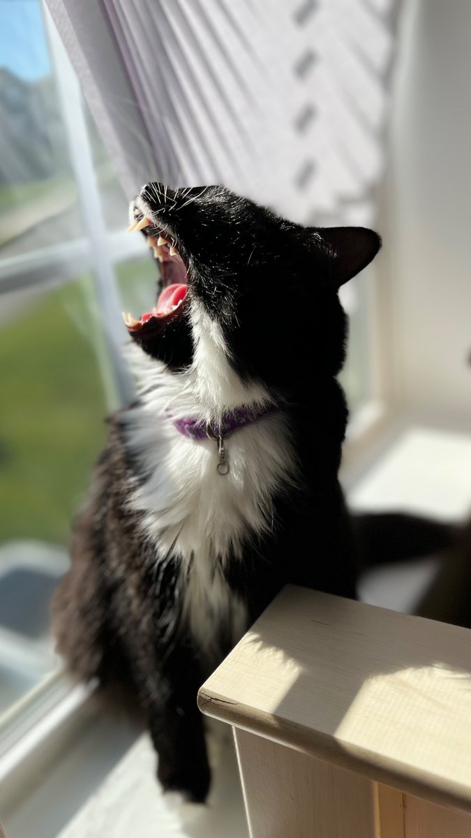 softveinz's tweet photo. Dedicating this tweet to my cat, Minnie. She was a little asshole &amp; pissed on all the corners of the house, but I loved her &amp; she had her cute &amp; comforting moments. Seeing her every morning gave me enough motivation to leave the house &amp; do what I needed to. https://t.co/lJsaXHFYWz
