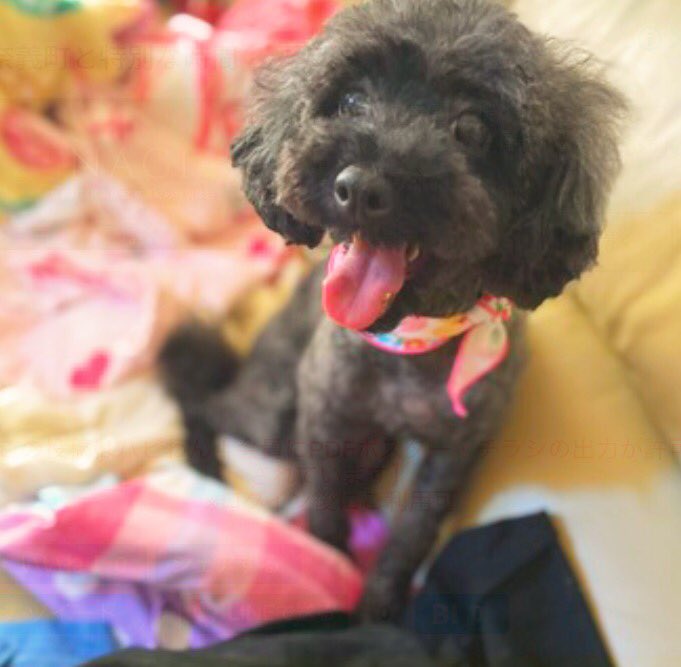 gY2TiUbn6e8e6KL's tweet photo. 🍀-改めてお願いします-🕊
🐶🆘迷子犬🎈 
［＃宮城県登米市🐕］

🔹2022.12.9
🔴宮城県 ＃登米市南方町
▶︎＃イオンタウン佐沼 付近で迷子になったトイプードルの〝トトちゃん♀〟を探してます🐾🐕

🍀トトちゃん発見に皆様のお力をお貸しください🙏
＃迷子犬 ＃宮城県迷子犬
＃トイプードル迷子 https://t.co/RdjwMC3pF6