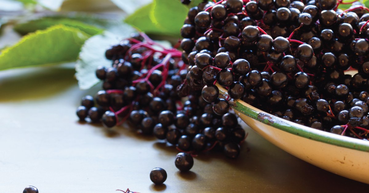 WebMD's tweet image. Elderberry is loaded with nutrients called antioxidants, and it may help fight inflammation. In some lab studies, an extract from the berries appears to block flu viruses. wb.md/3FvVgx0
