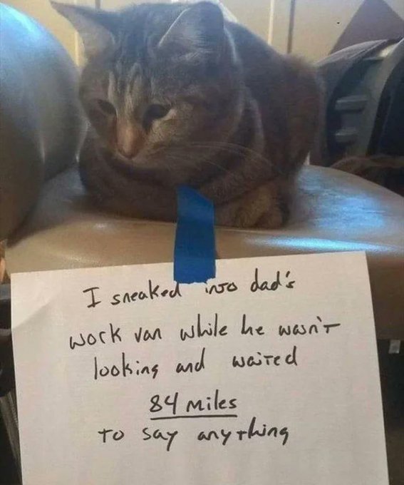 WholesomeMeme's tweet photo. https://t.co/oXUgelTw94