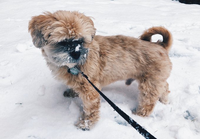 if you have been wondering what i want for a holiday gift i would love some help with mr. milo's vet