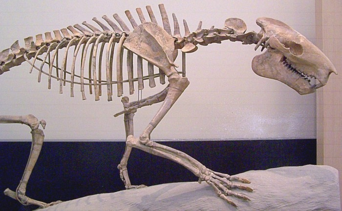 C. M. Kosemen tweet media