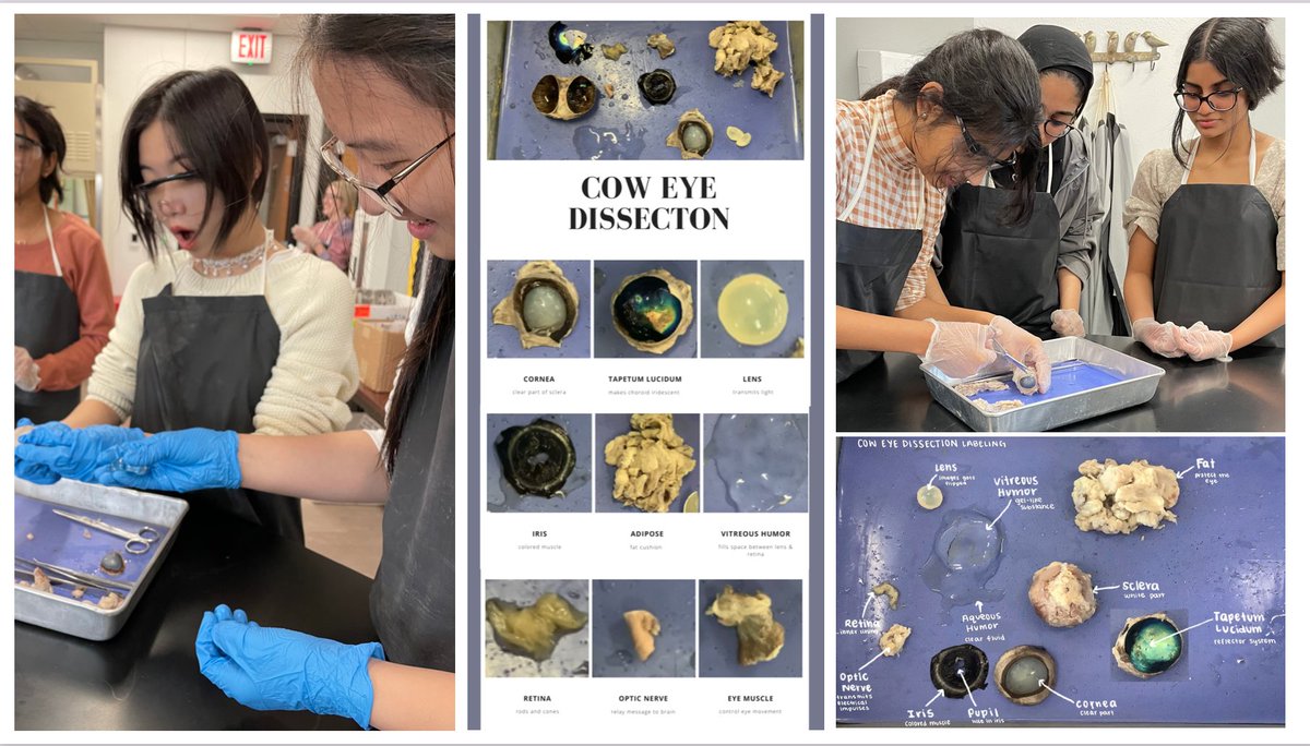 jdeinhammer's tweet photo. 🐮👀 [identify the structures from your dissection and give a function in less than 3 words] #chsAP https://t.co/suh9ylwe0C