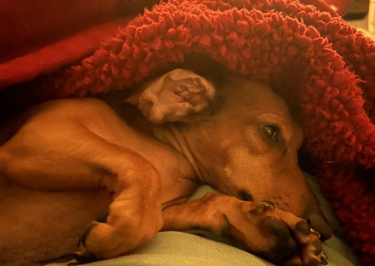 TheDobey's tweet photo. Snug as a bug! 
It’s such a ruff life!  
Love me some nap time!  😴 
#parkersplayground
#snugasabug #whatalife #rufflife #naptime #favoritetime https://t.co/bsHro7yYqF