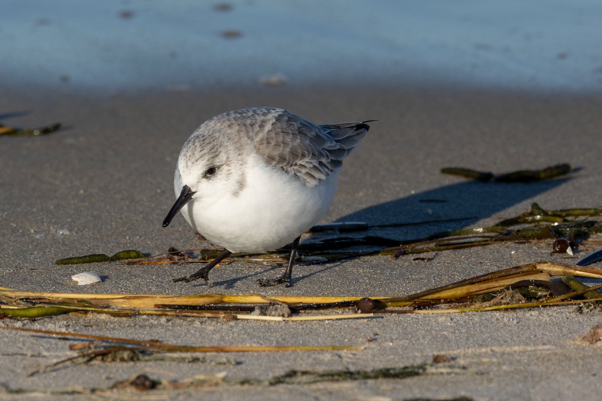 Rosemary Mosco (Bird And Moon Comics) tweet media