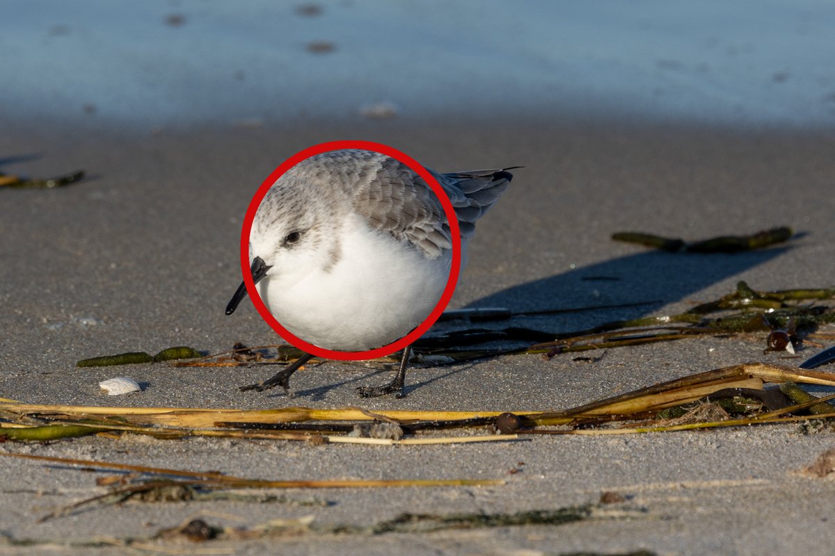 Rosemary Mosco (Bird And Moon Comics) tweet media