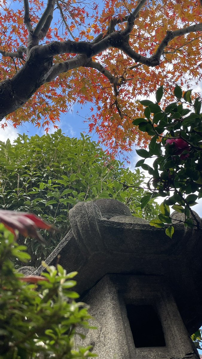 compass_kyoto's tweet photo. コンパスの中庭の紅葉
今が何故か見ごろ。 https://t.co/l6NSqu0zoZ