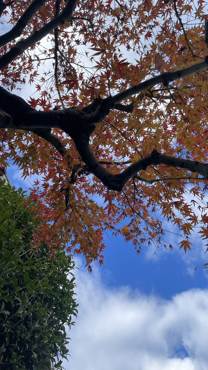 compass_kyoto's tweet photo. コンパスの中庭の紅葉
今が何故か見ごろ。 https://t.co/l6NSqu0zoZ