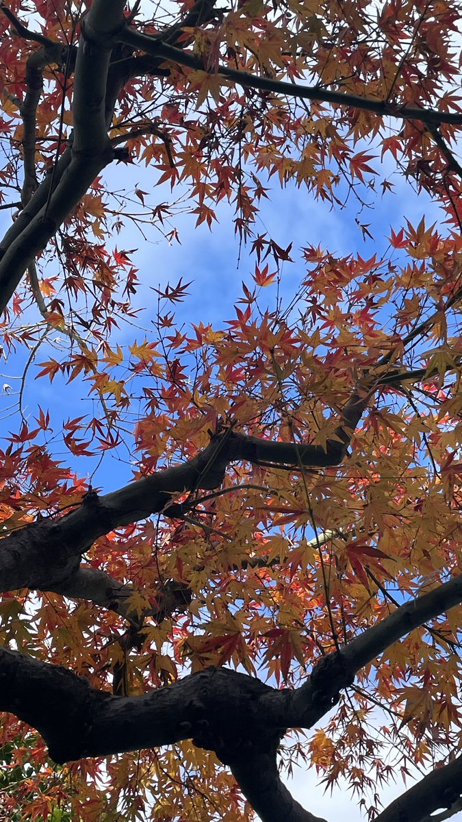 compass_kyoto's tweet photo. コンパスの中庭の紅葉
今が何故か見ごろ。 https://t.co/l6NSqu0zoZ