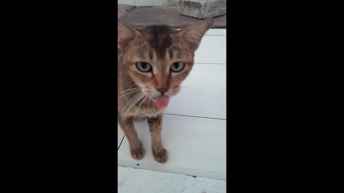MeowMoeDotCom's tweet photo. It&amp;#39;s sad that this ...
 
https://t.co/ndHYPhDzJR
 
#AnakKucingCoklat #KucingCoklatLucu #KucingGemes #KucingLapar #Neko #ハバナブラウン https://t.co/jv33B0l66I