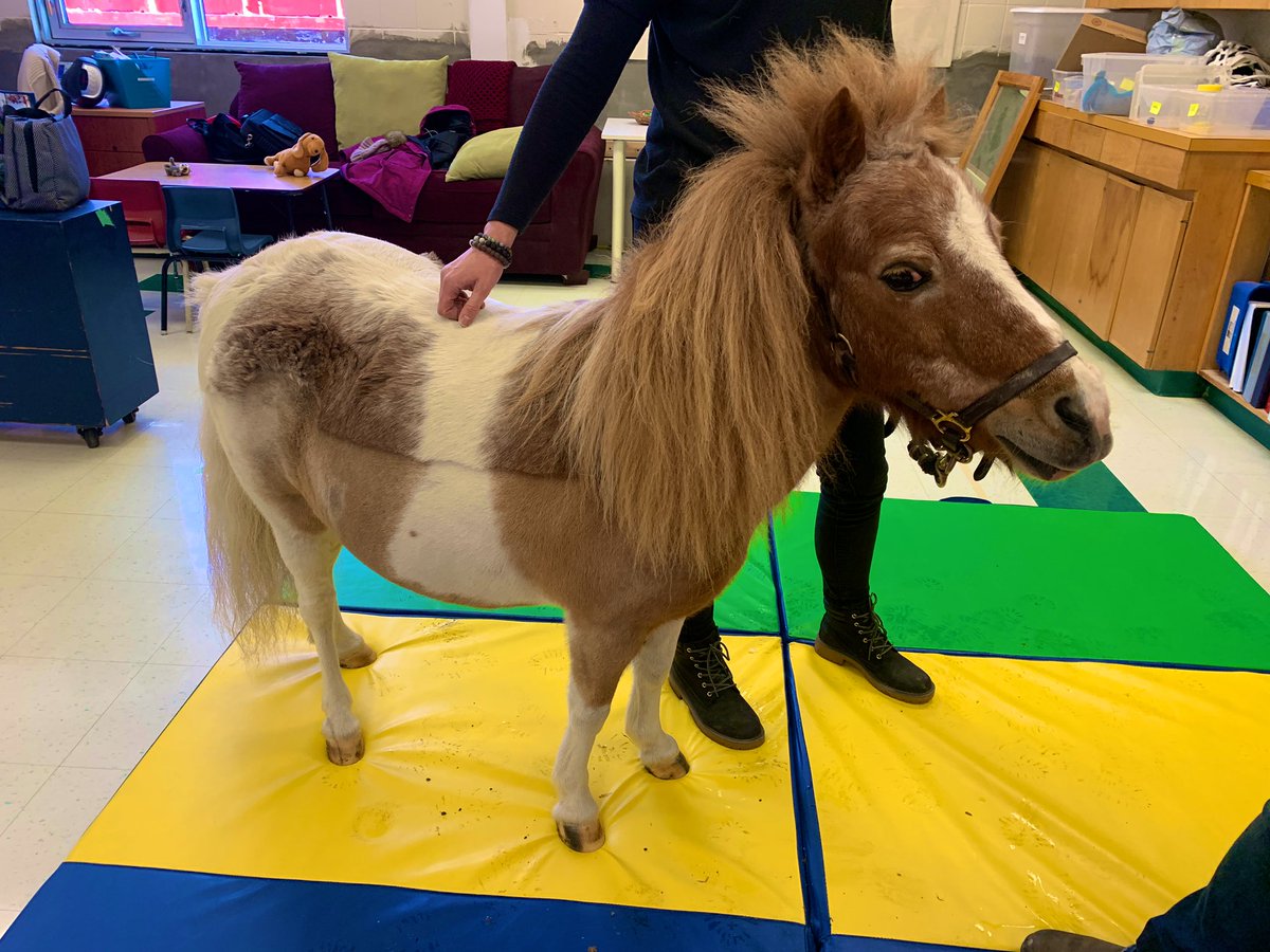 We had a very special visitor at <a href="/S2SCHEOMCHUGH/">Steps to Success</a> today. 🐴 Meet Clementine!  Students and staff enjoyed getting to know her.  <a href="/McHughEduCentre/">M.F. McHugh Education Centre</a> <a href="/CHEO/">CHEO Ottawa</a>